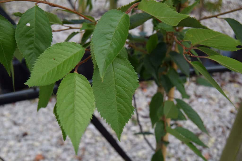 Prunus x subhirtella 'Autumnalis Rosea' 10-12 SS